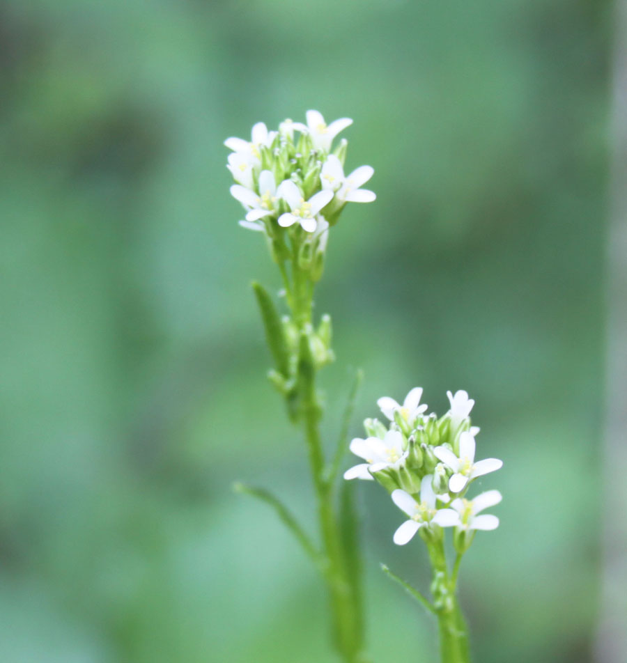 bosco misto 3 - ''Arabis sp.